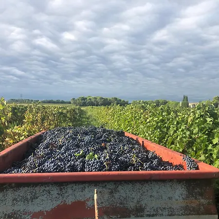 Au Coeur D'un Domaine Viticole